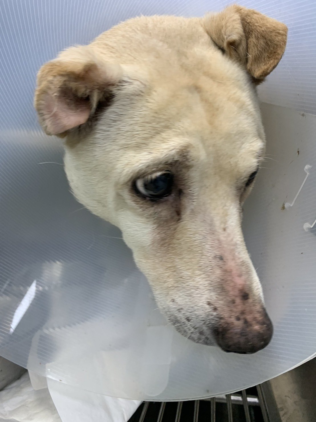 混種犬
