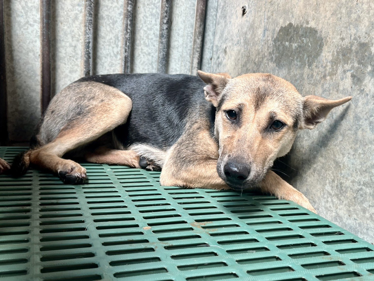 混種犬