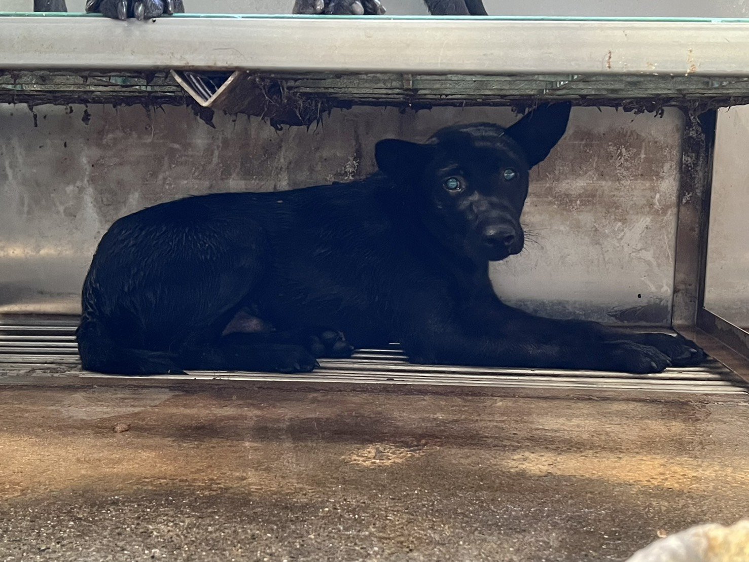 混種犬
