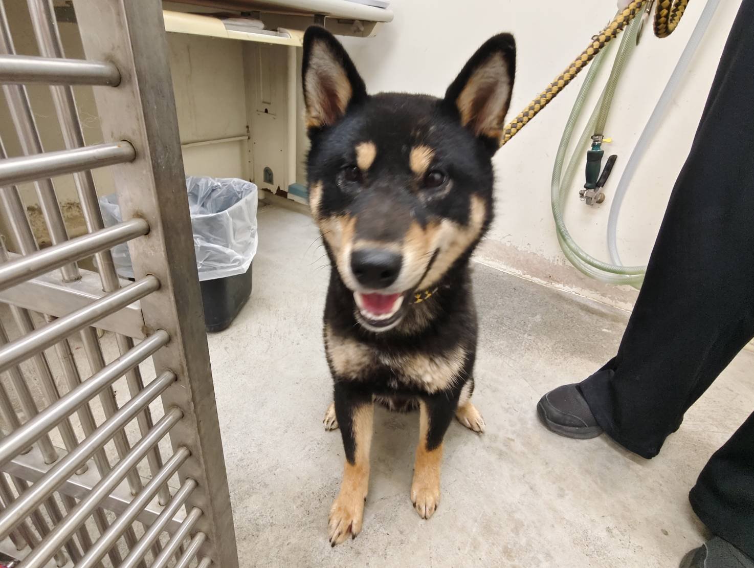 混種犬