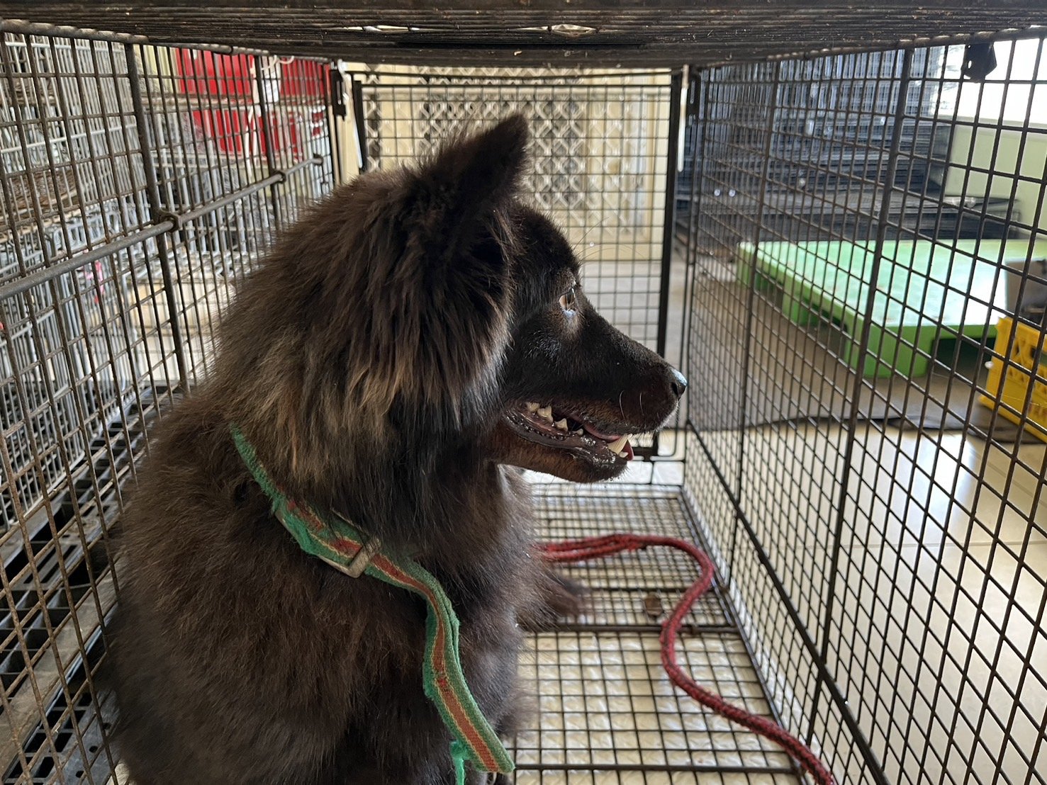 混種犬