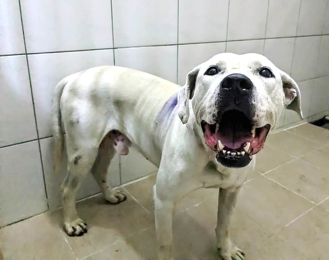 混種犬
