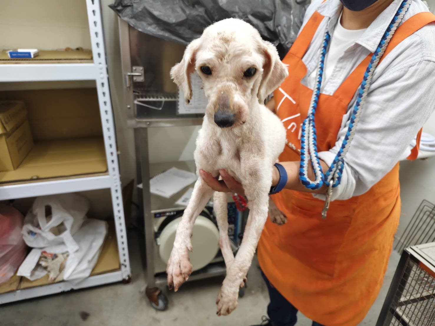 貴賓犬