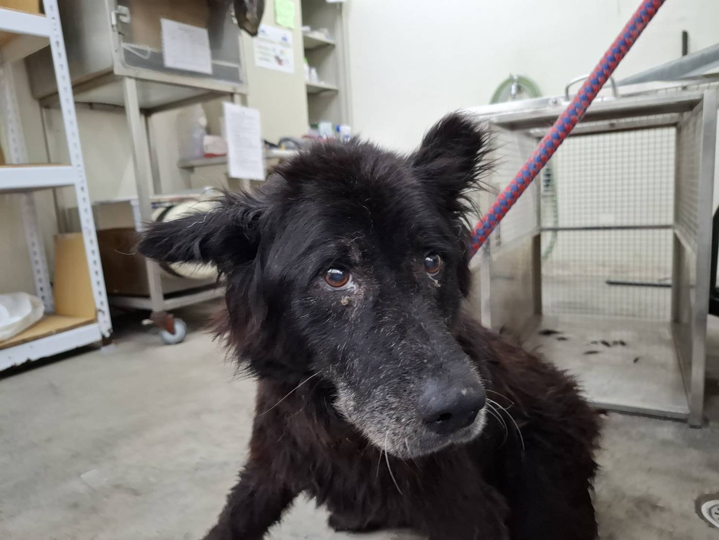 混種犬