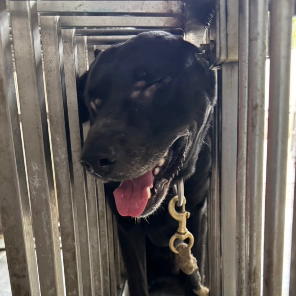 混種犬