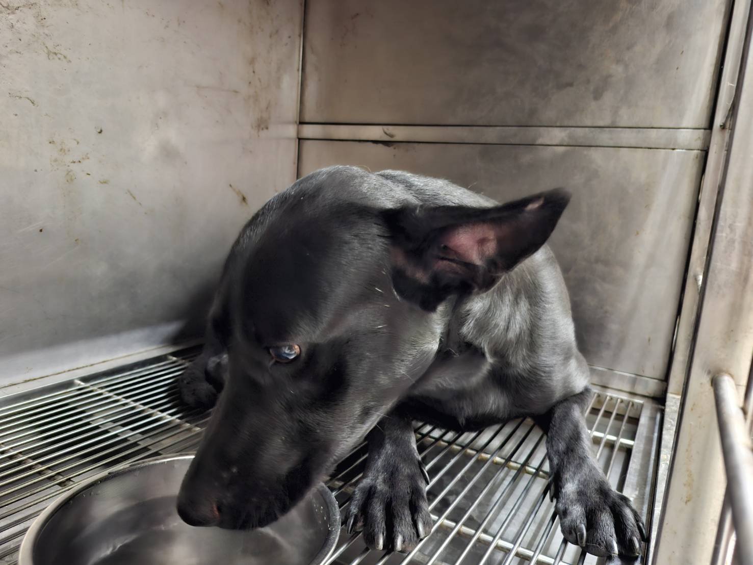 混種犬