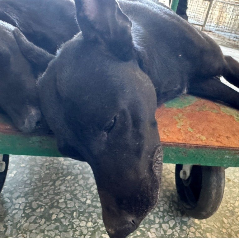 混種犬