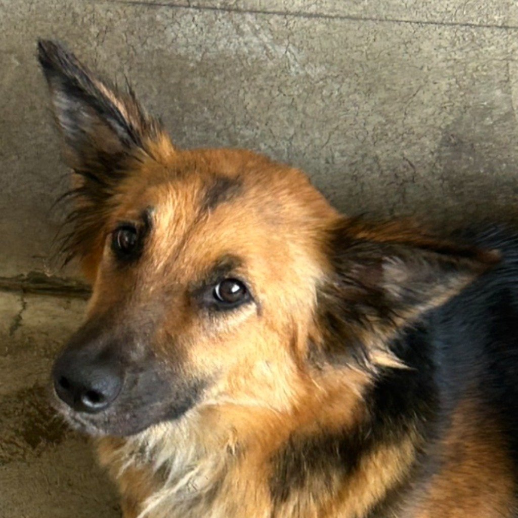 混種犬