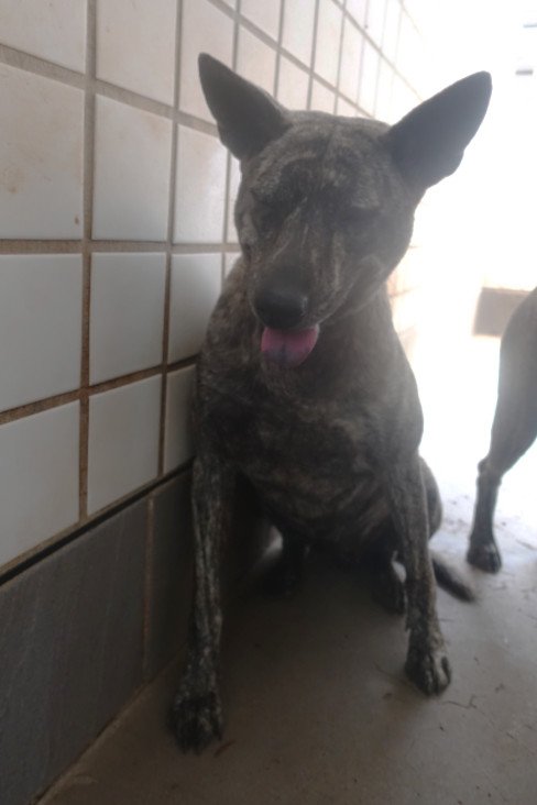 混種犬
