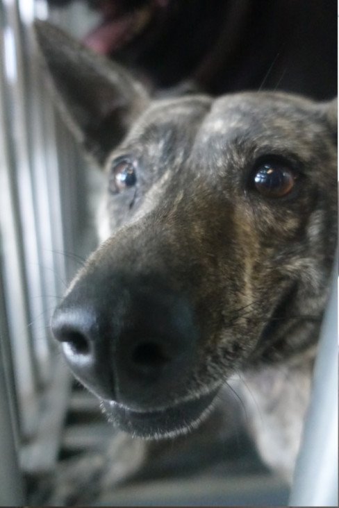 混種犬