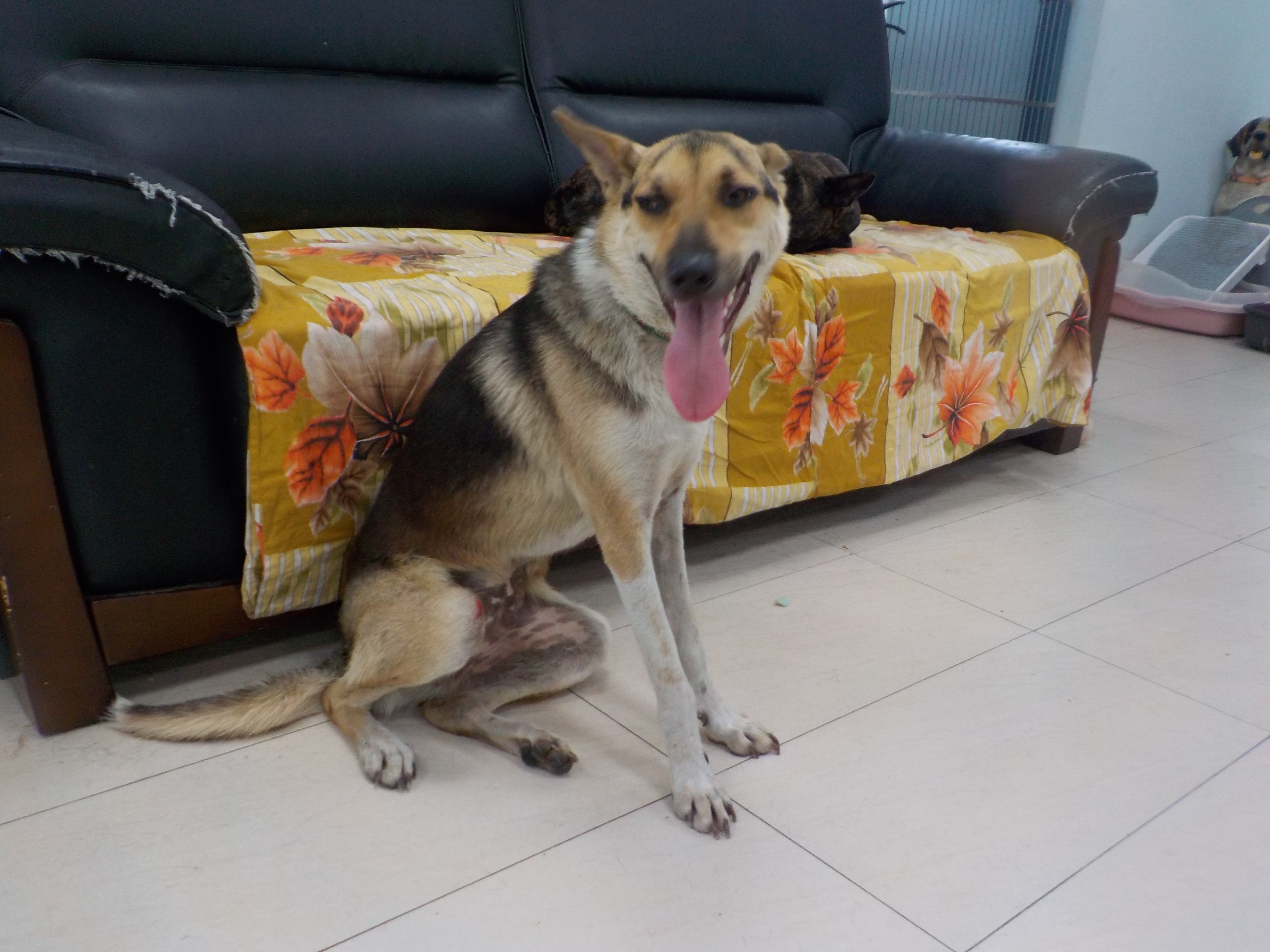 混種犬