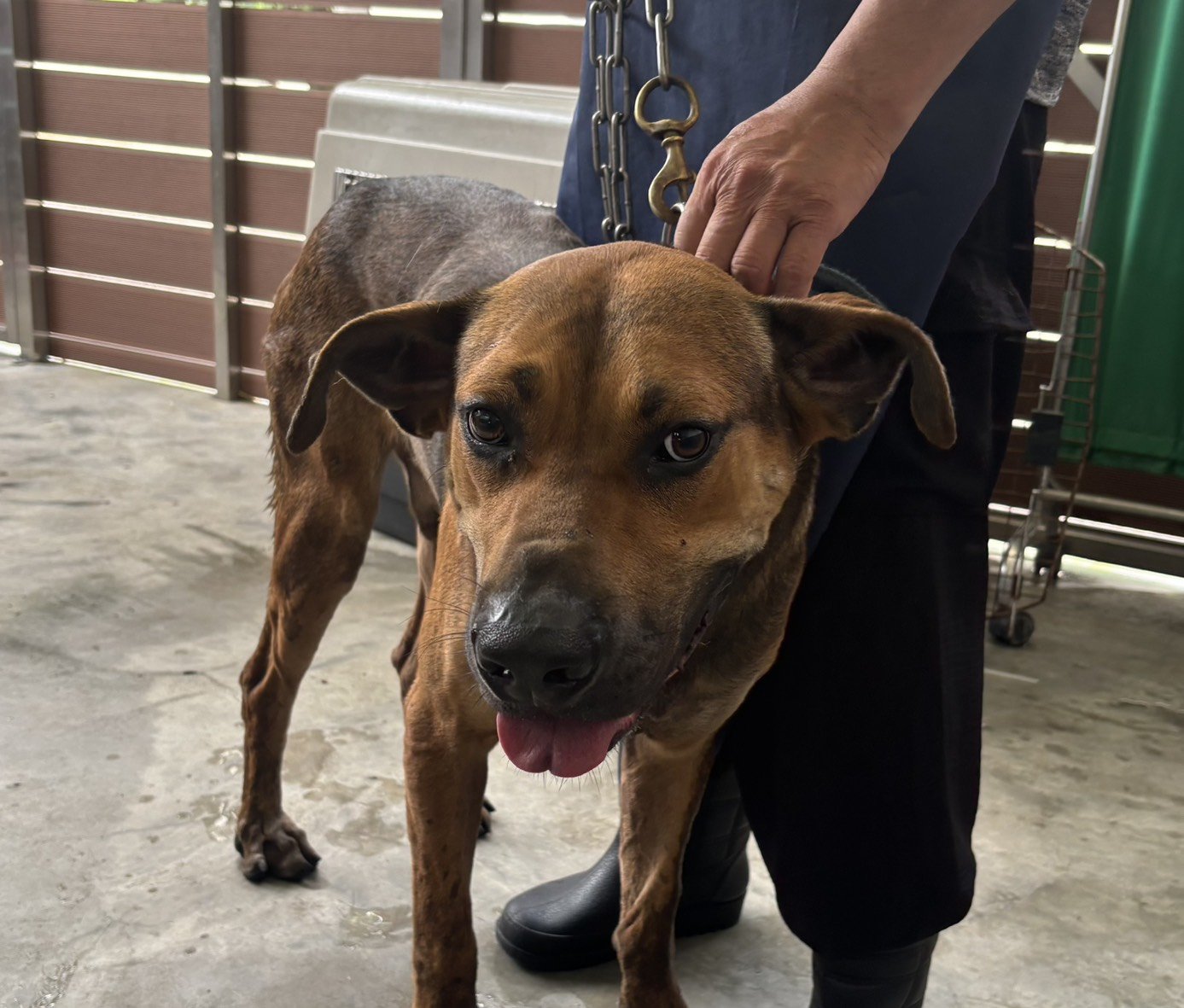混種犬
