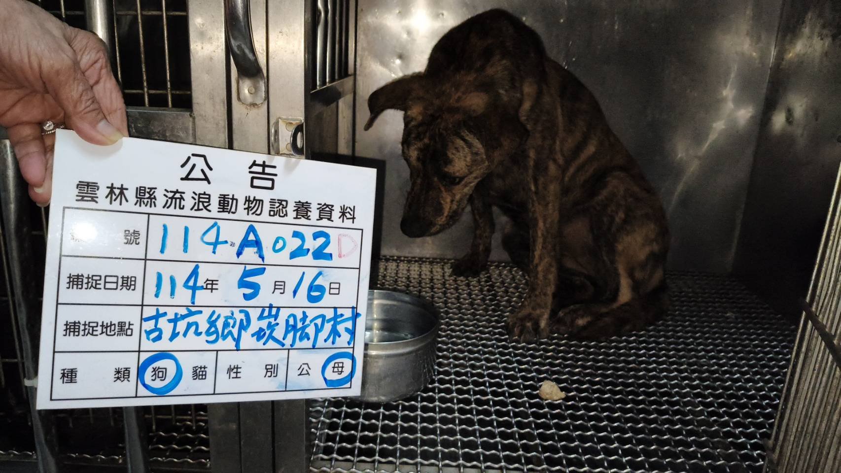 混種犬