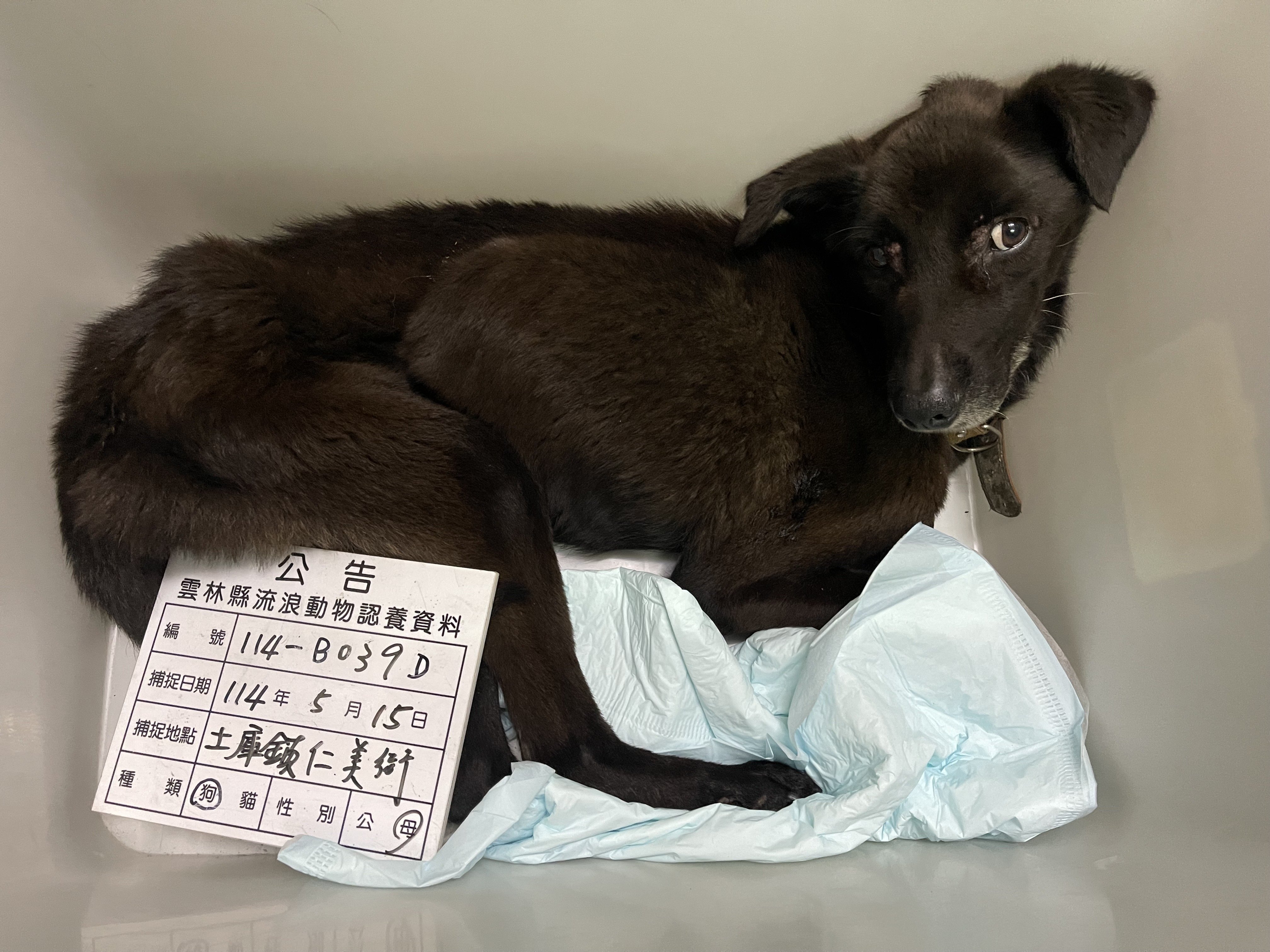 混種犬