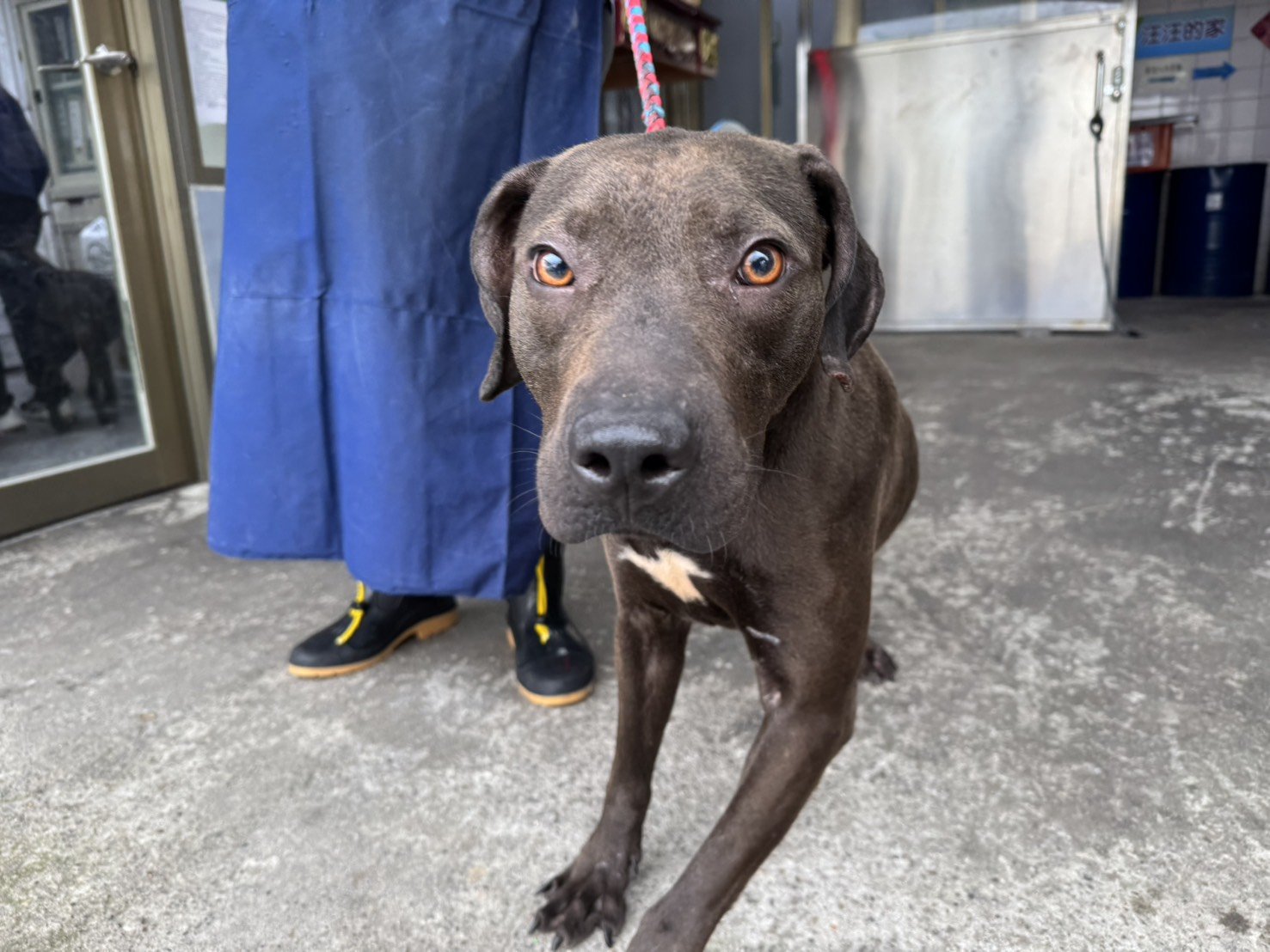 比特犬