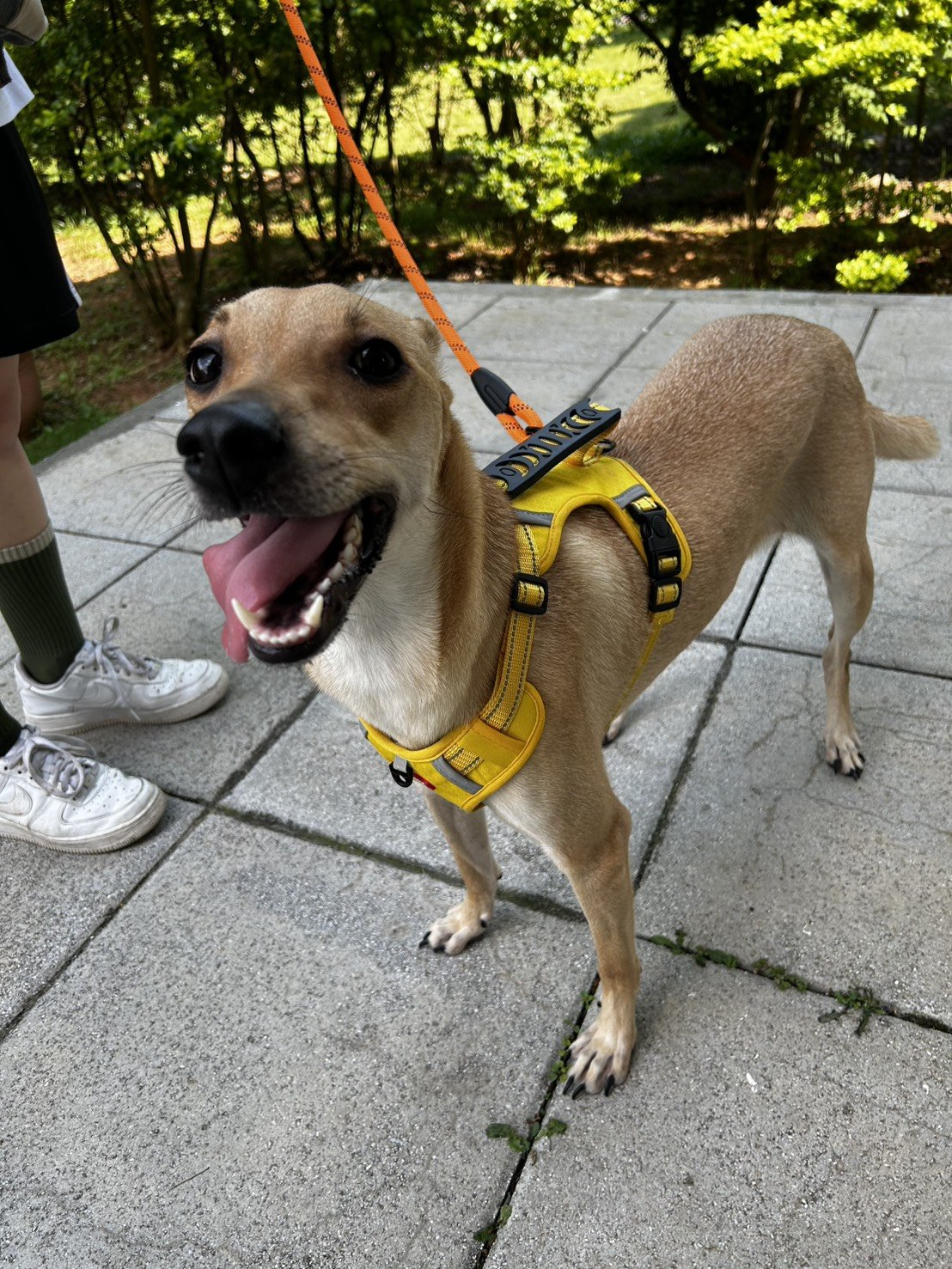 混種犬