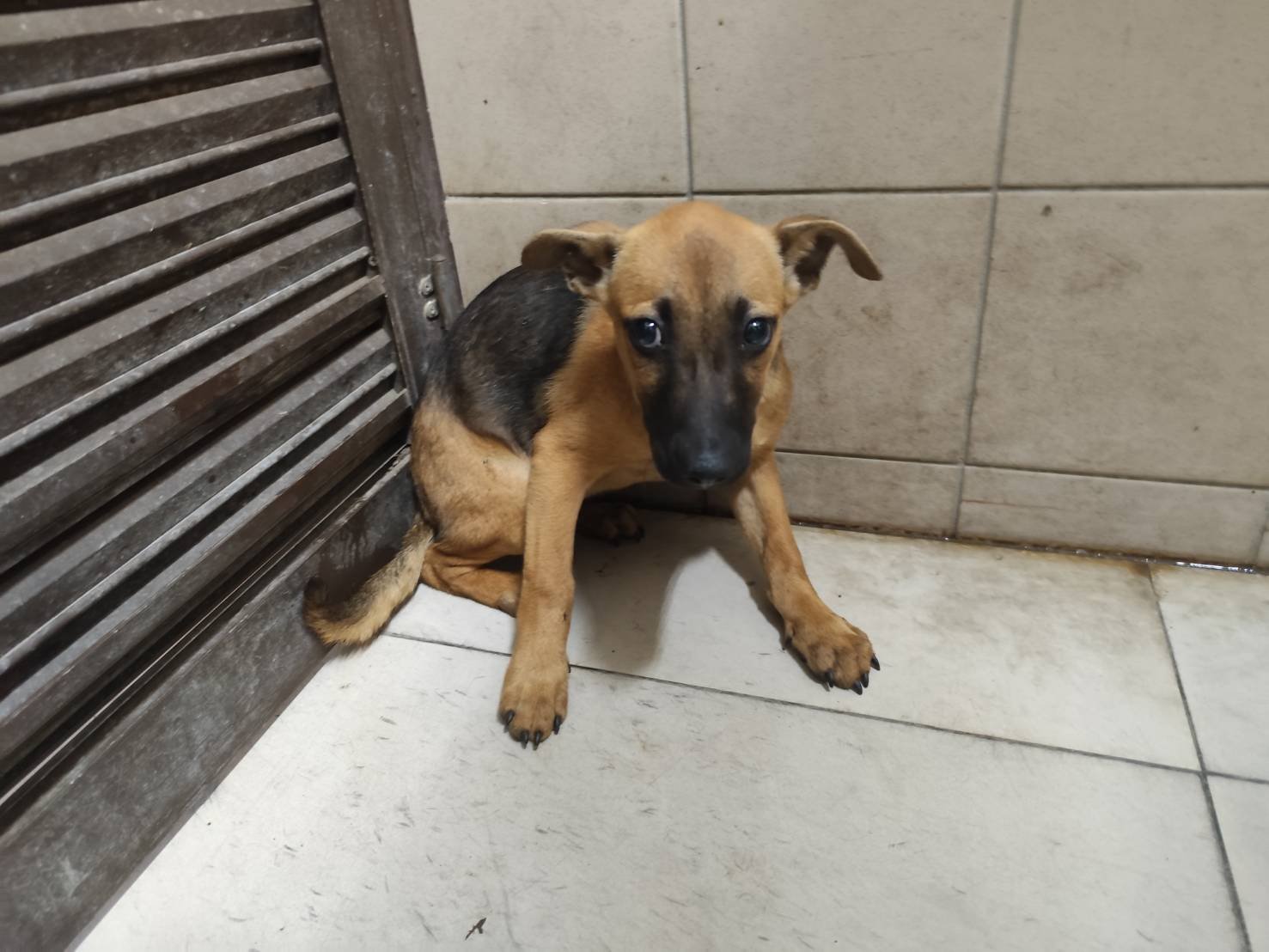 混種犬