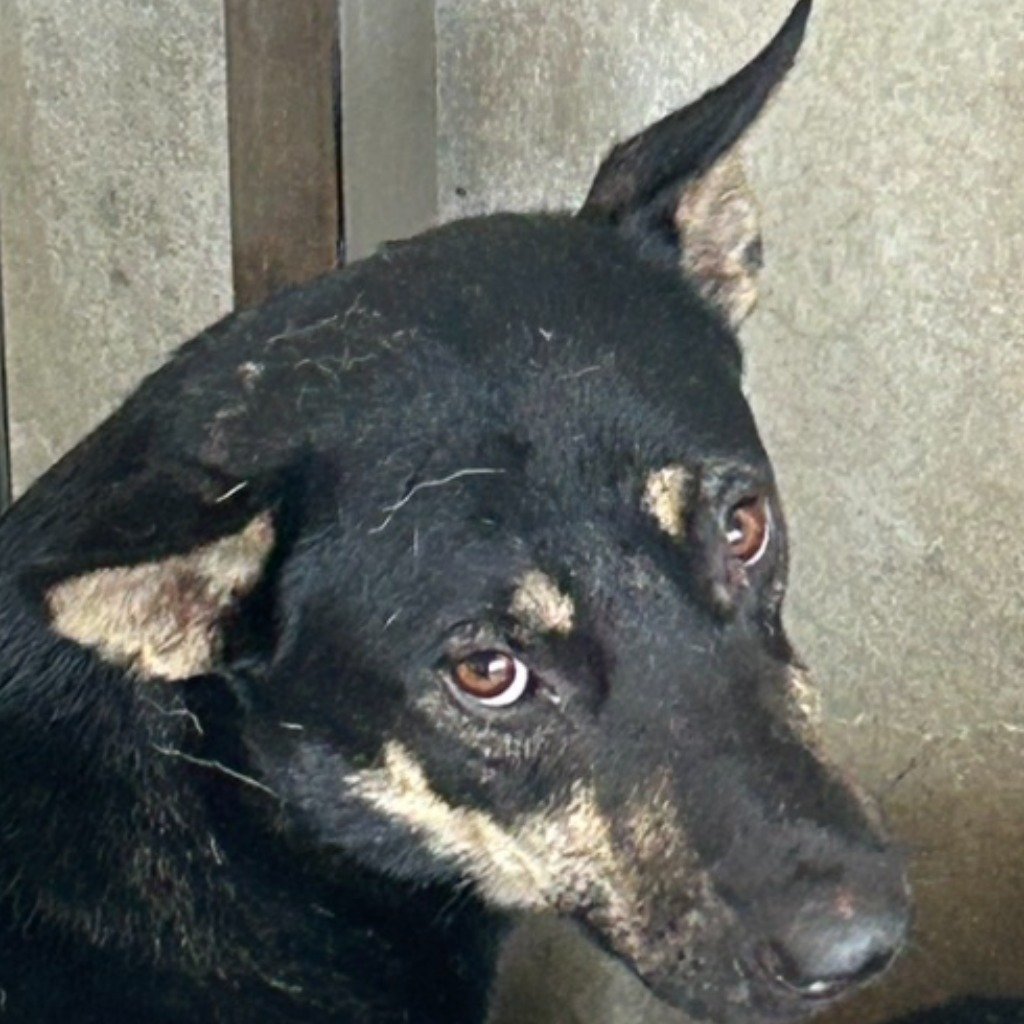 混種犬