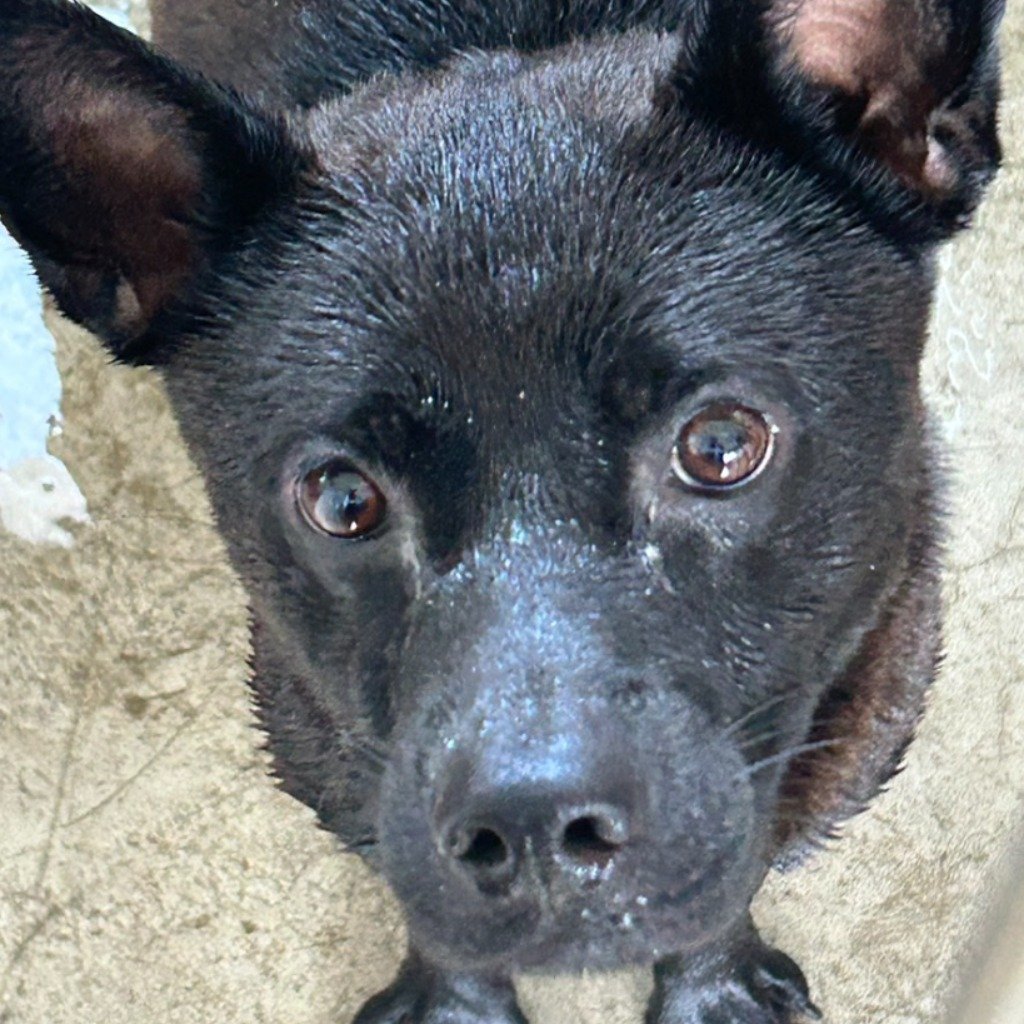 混種犬