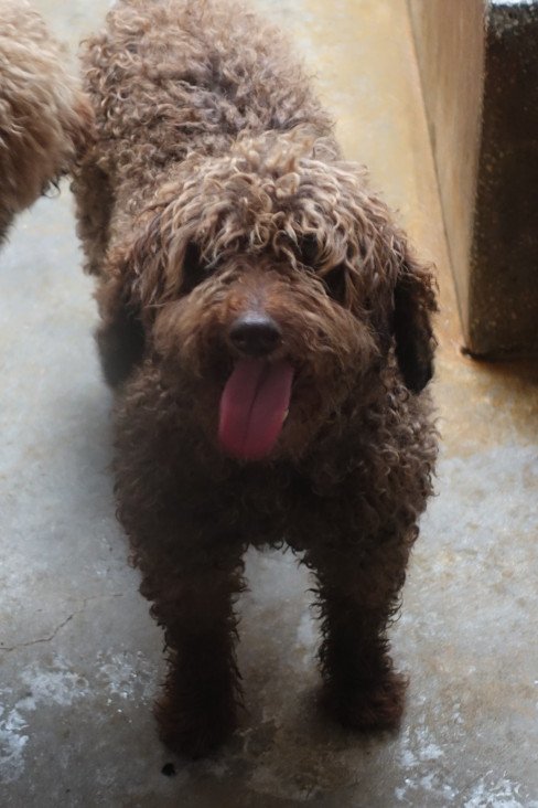 貴賓犬