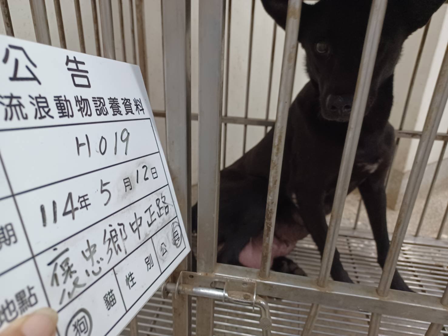 混種犬