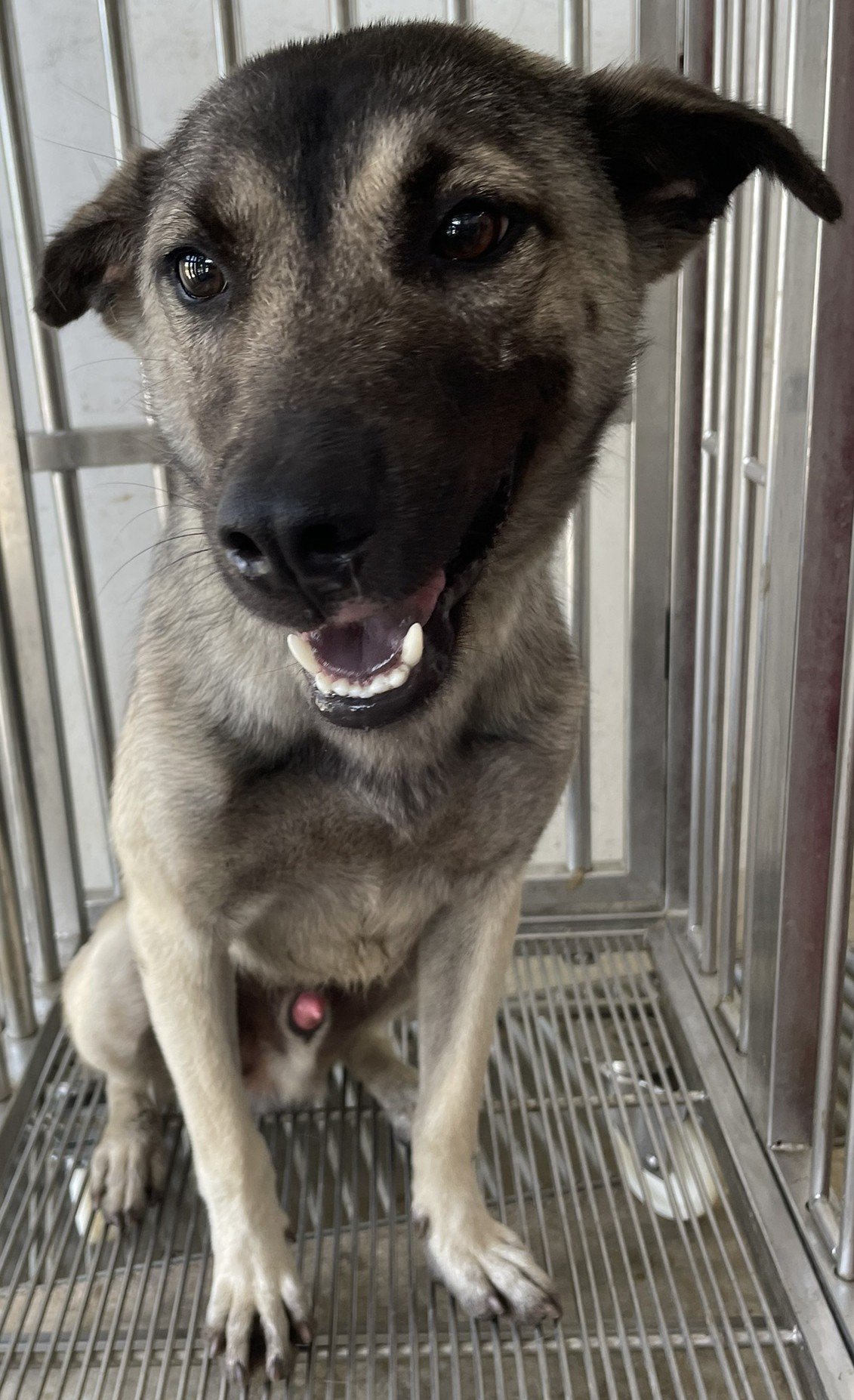 混種犬