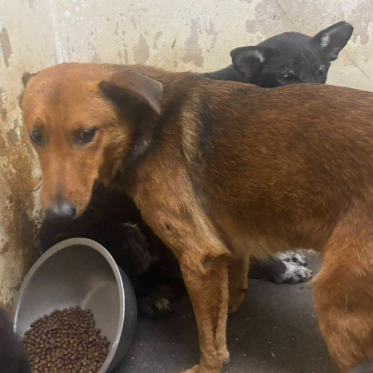 混種犬