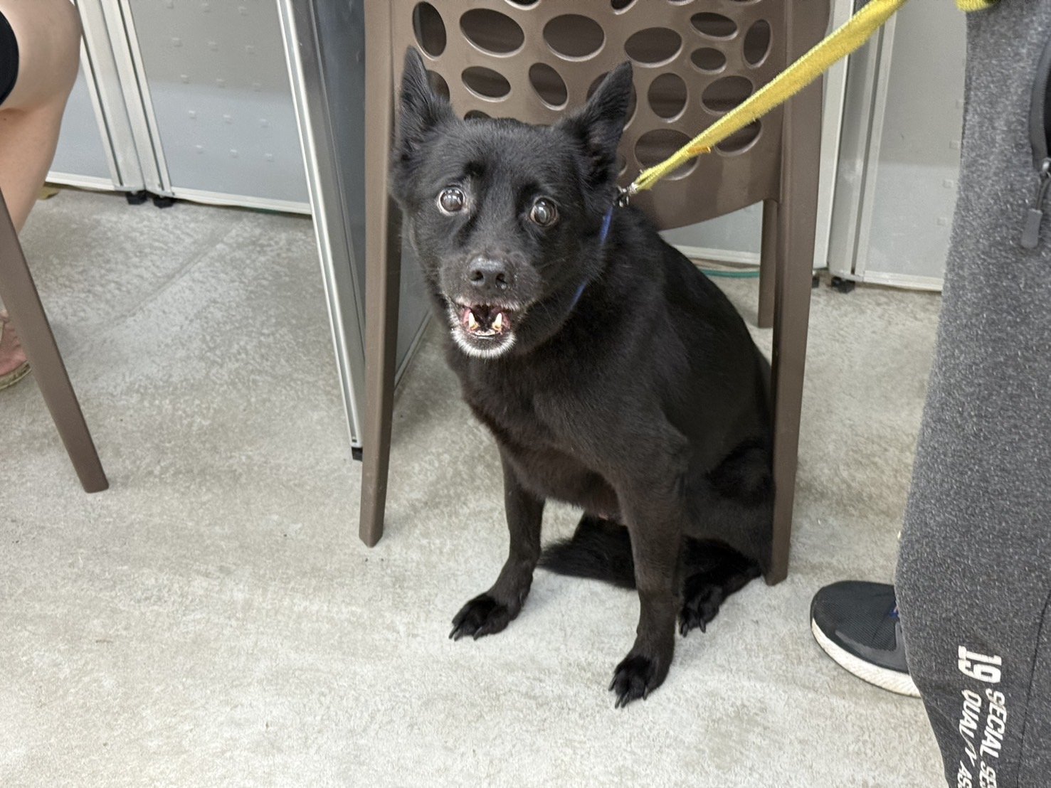 混種犬