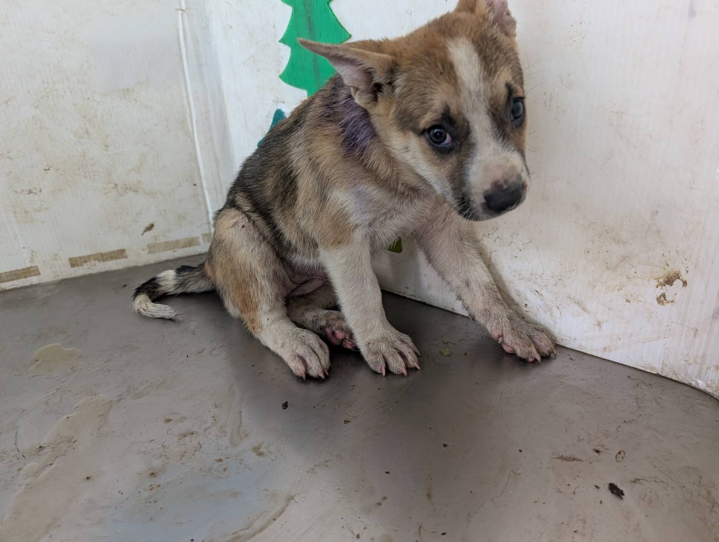 混種犬