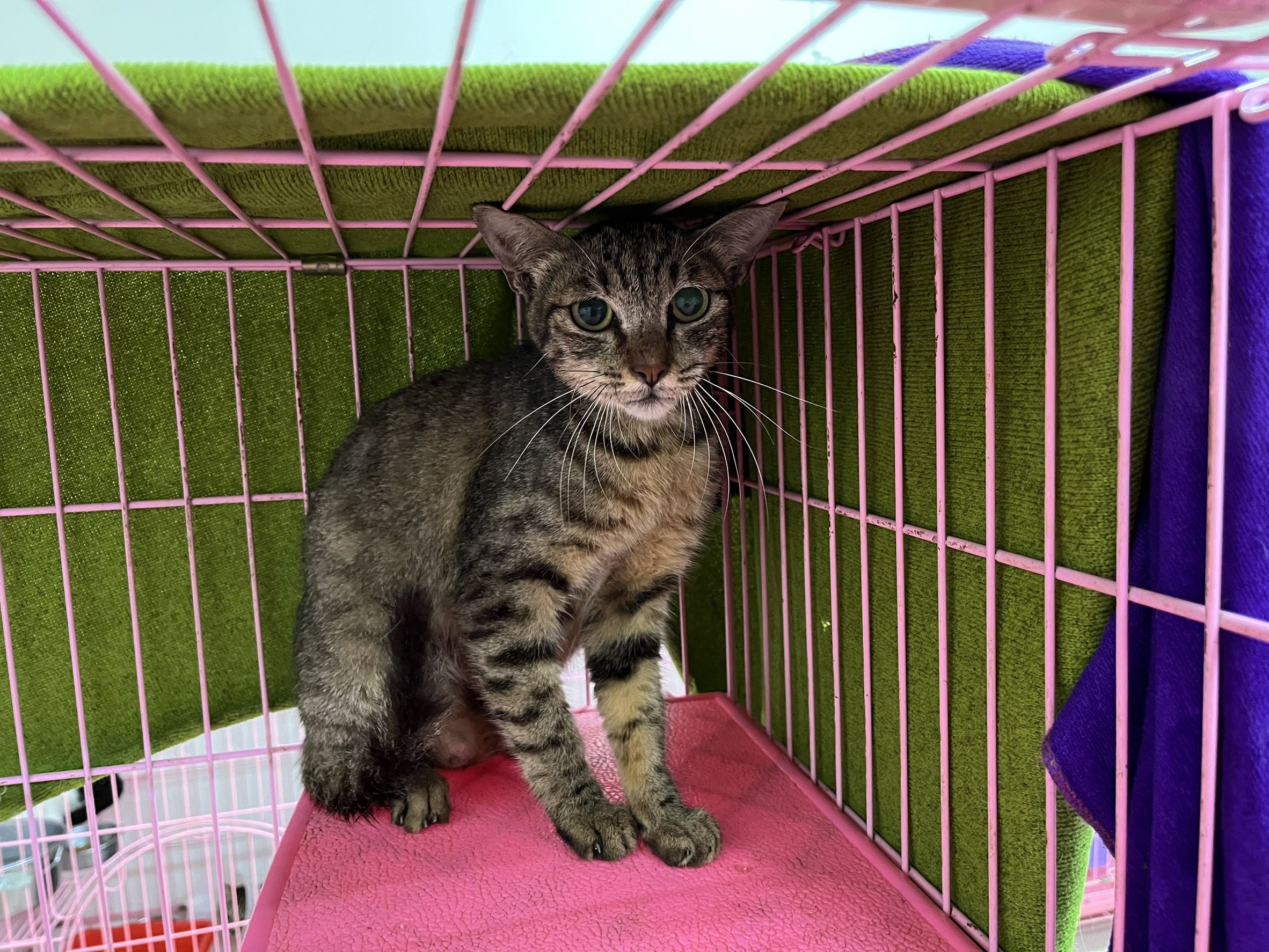 混種貓