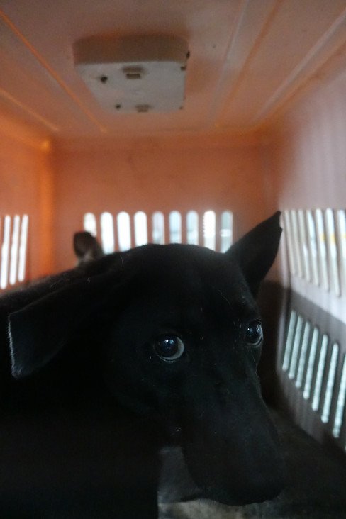 混種犬