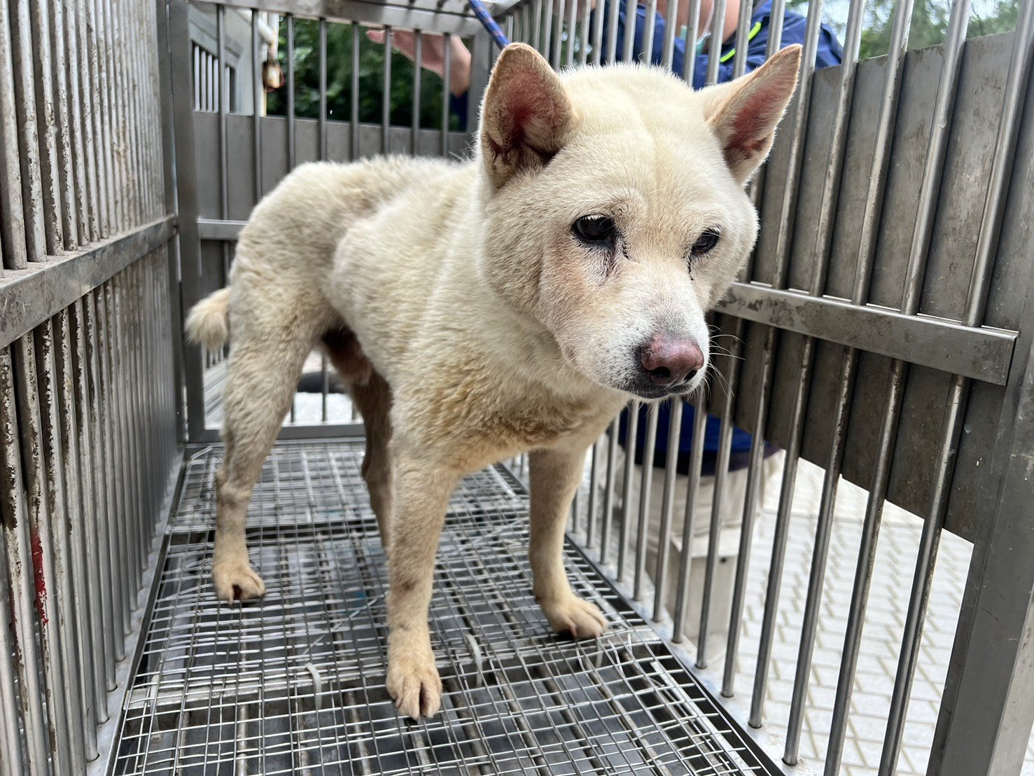柴犬