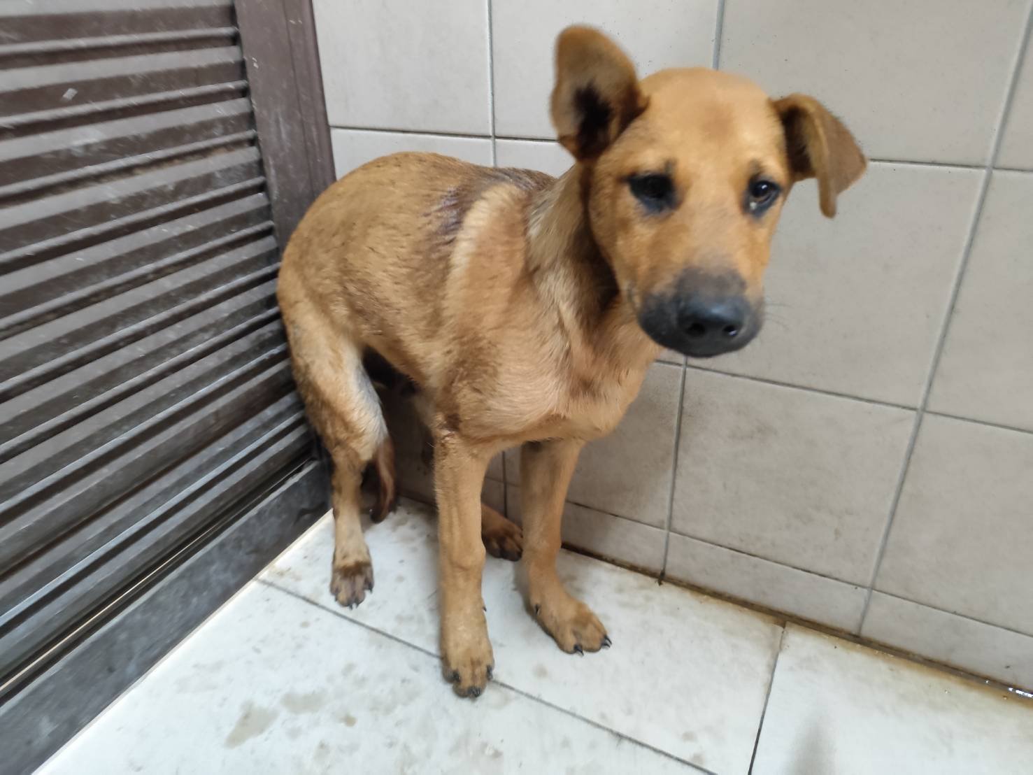 混種犬