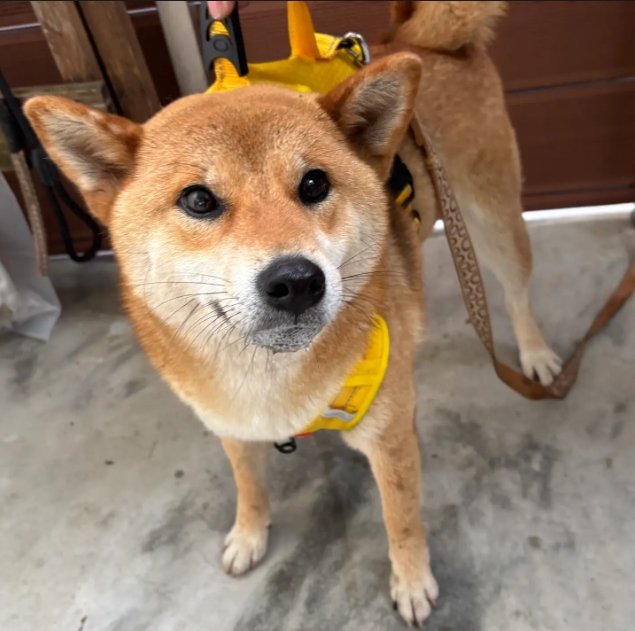 柴犬
