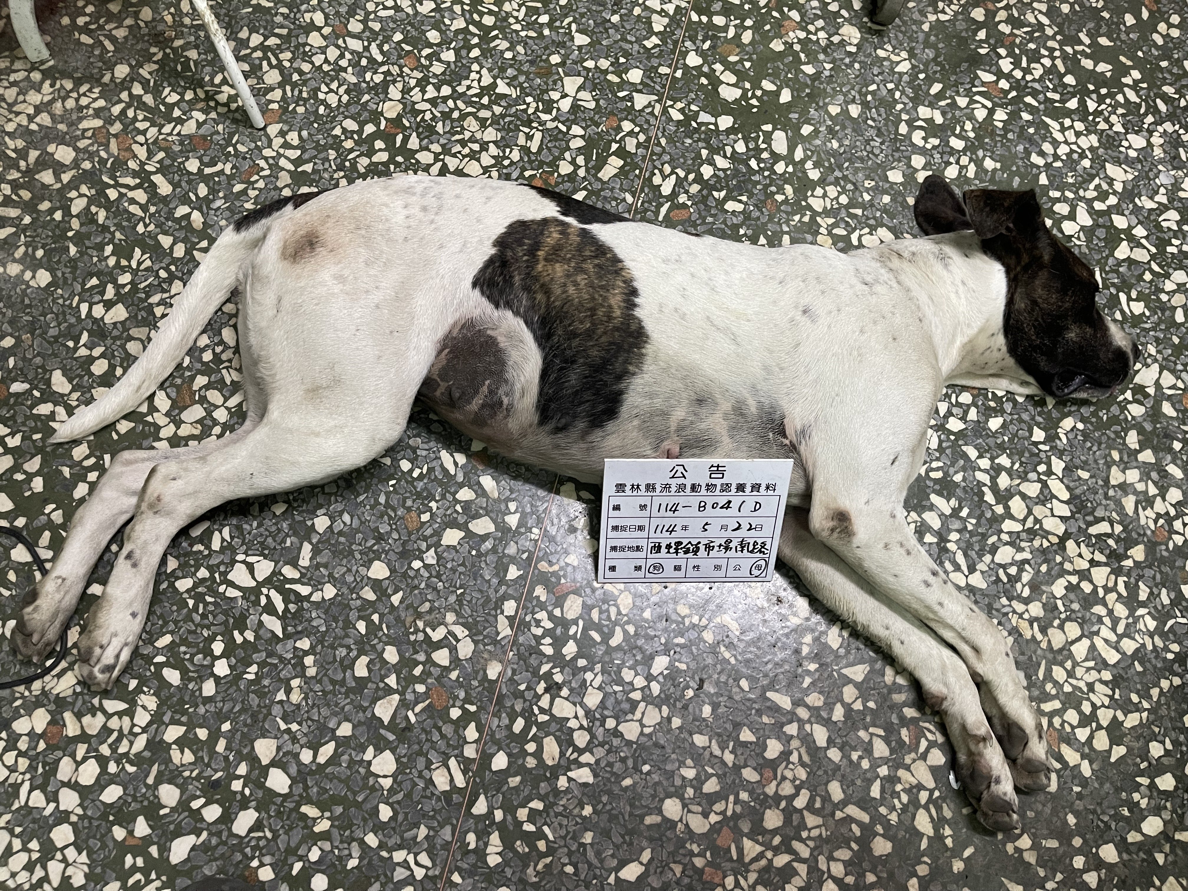 混種犬