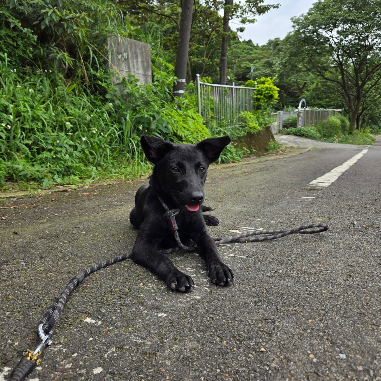 混種犬