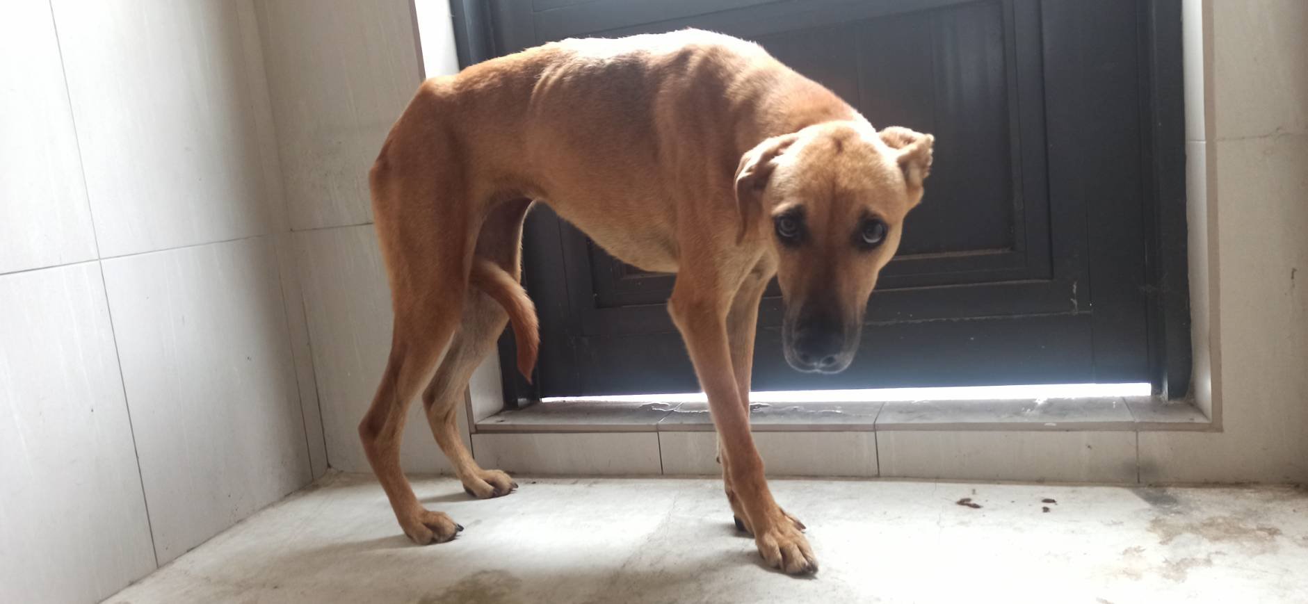 混種犬