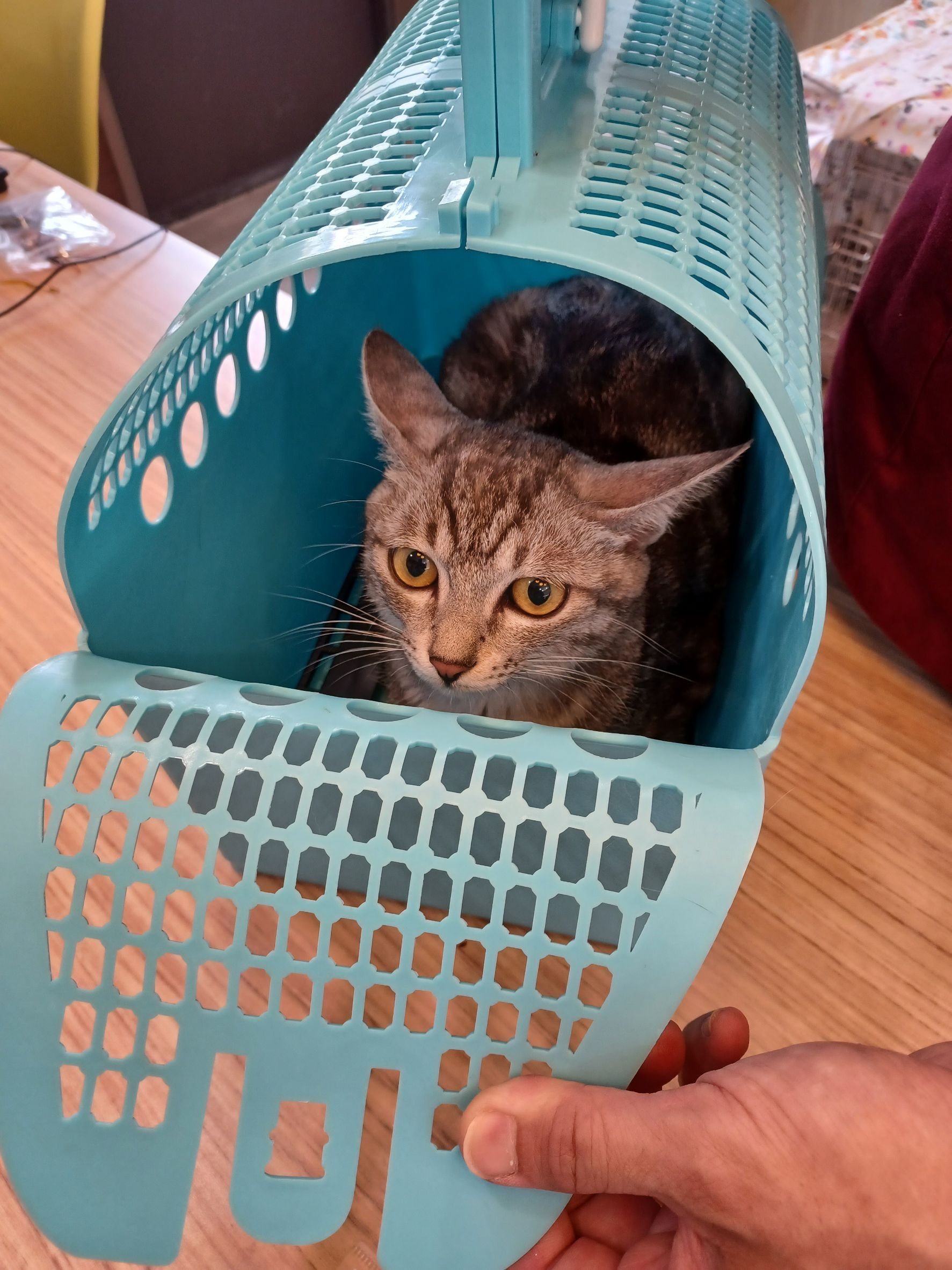 混種貓