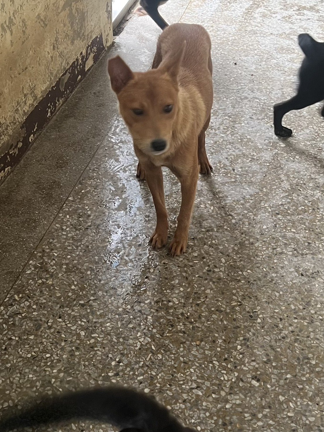 混種犬
