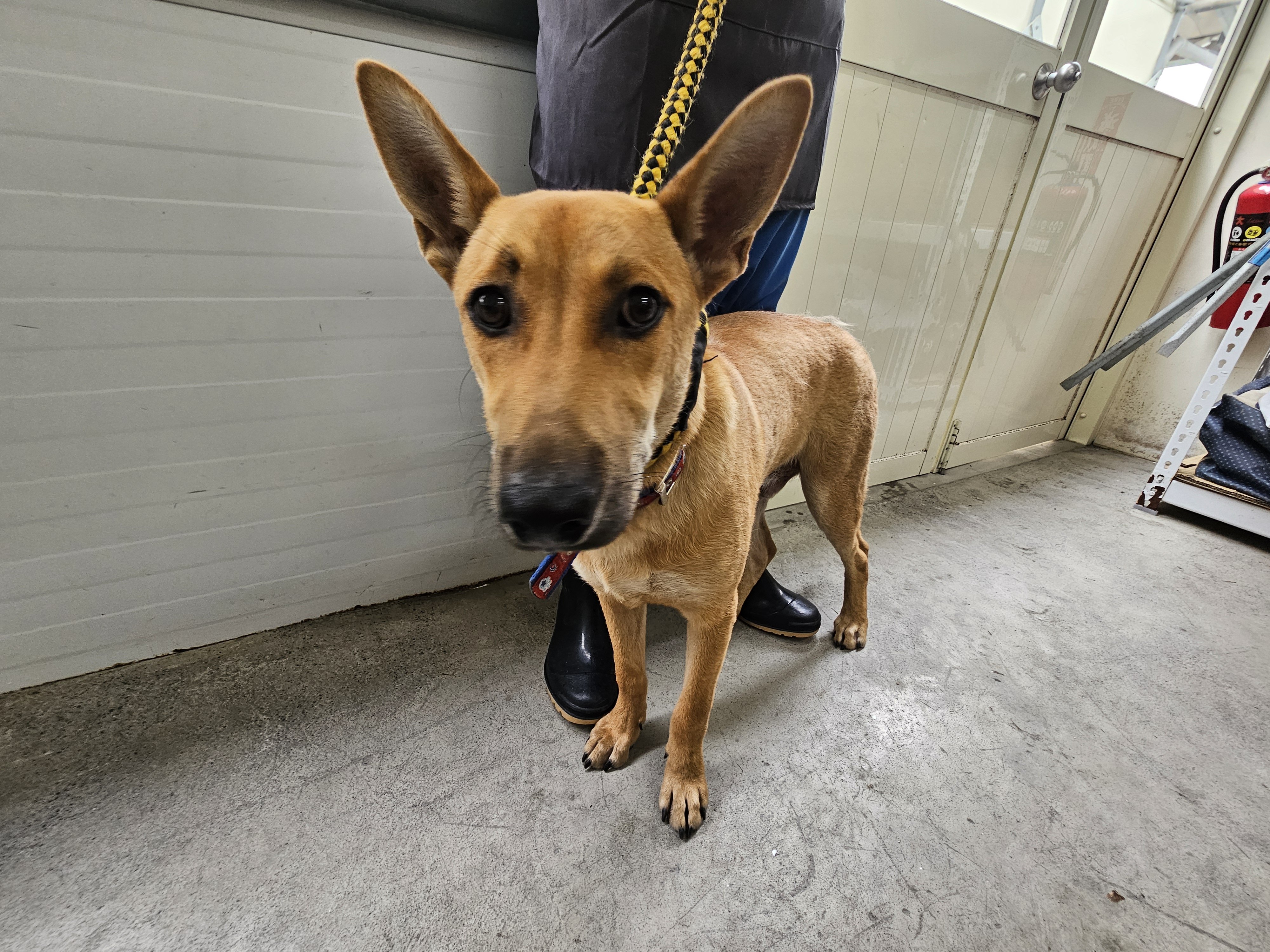 混種犬
