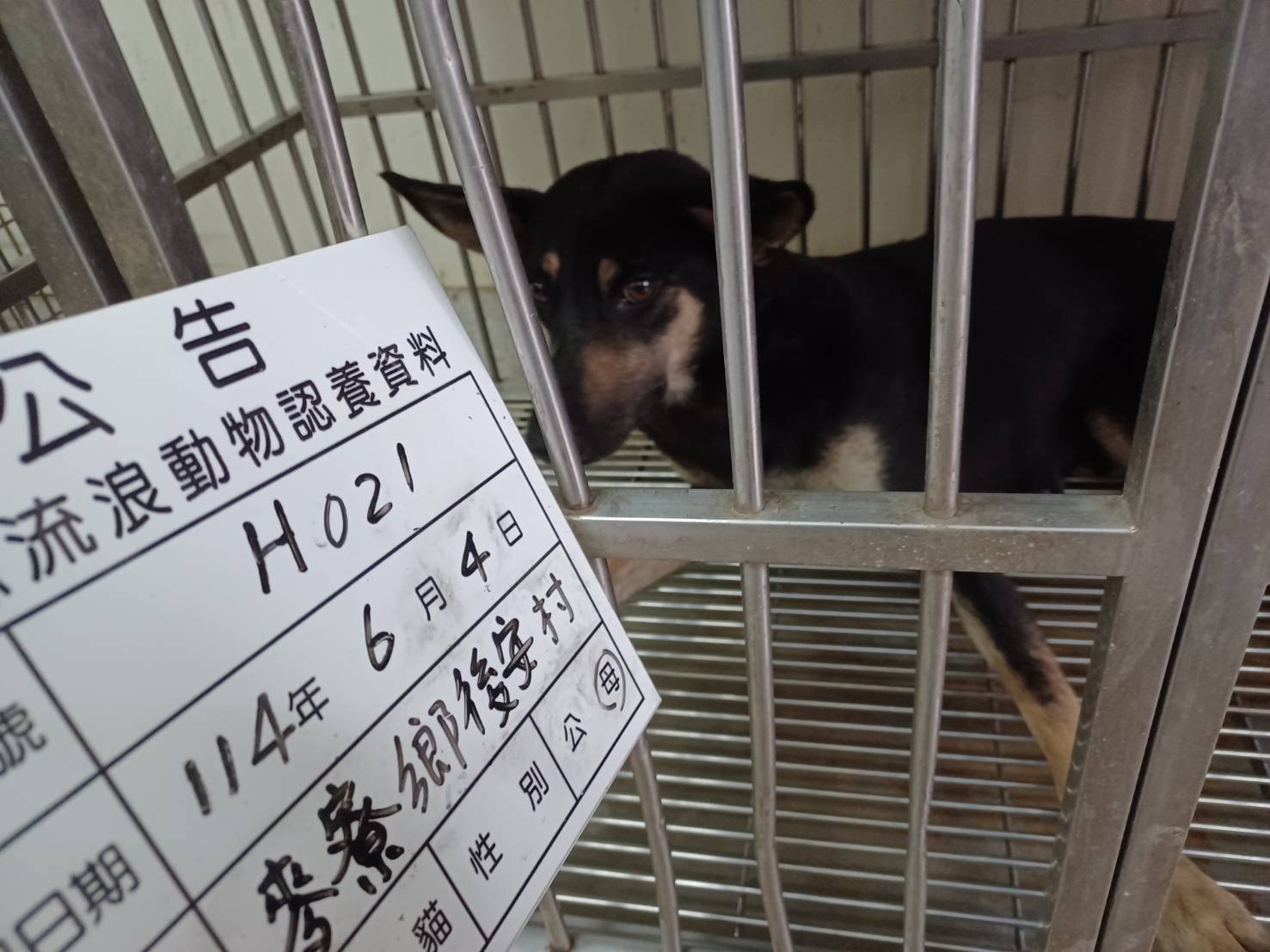 混種犬