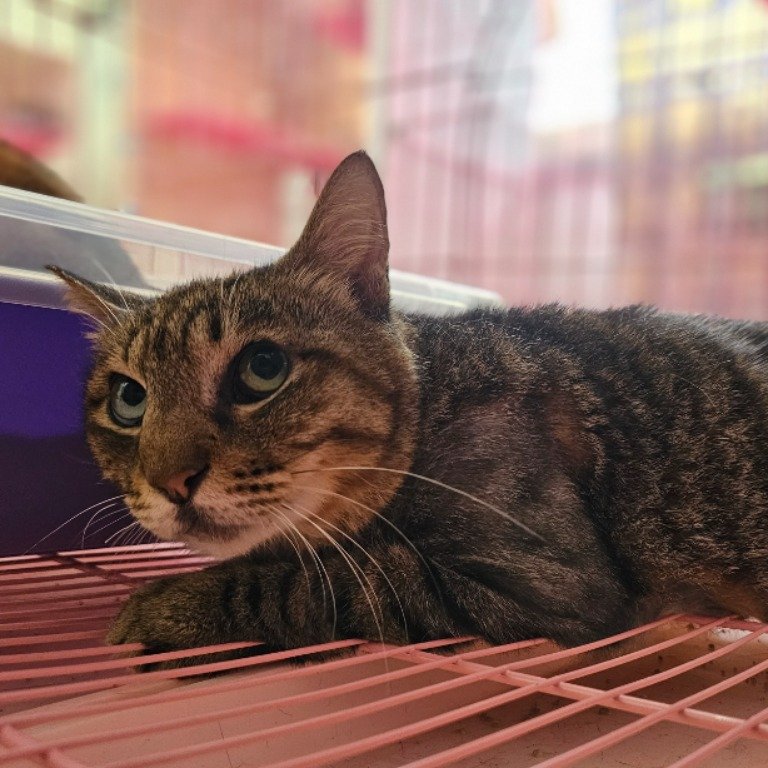 混種貓