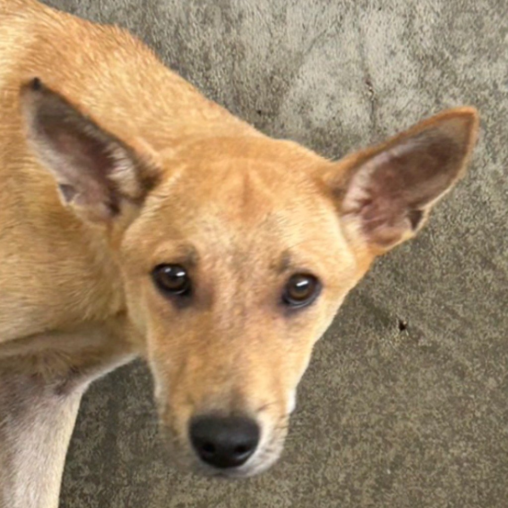 混種犬