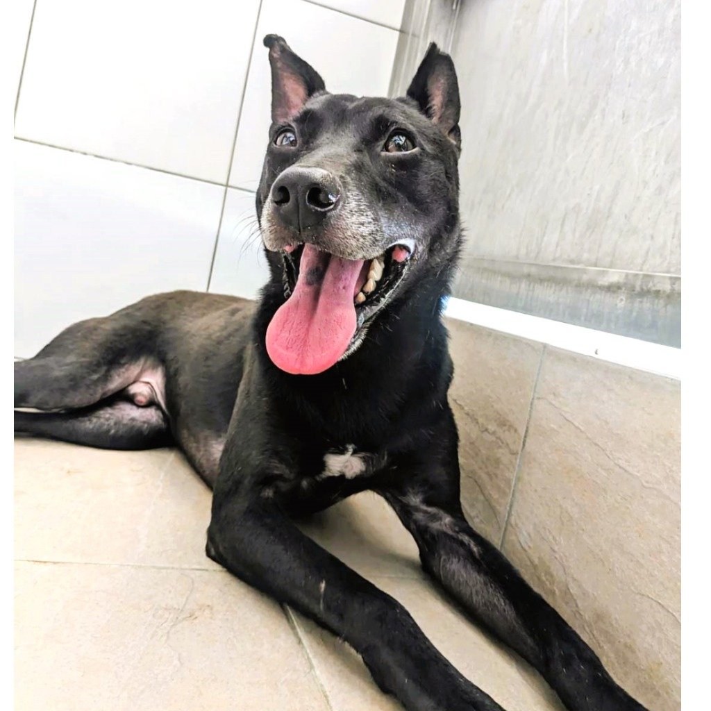 混種犬
