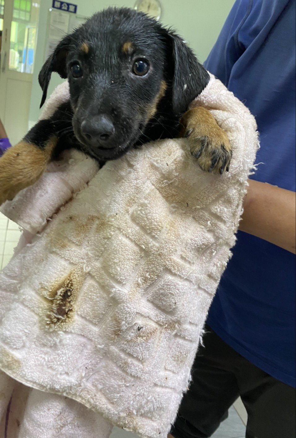 混種犬