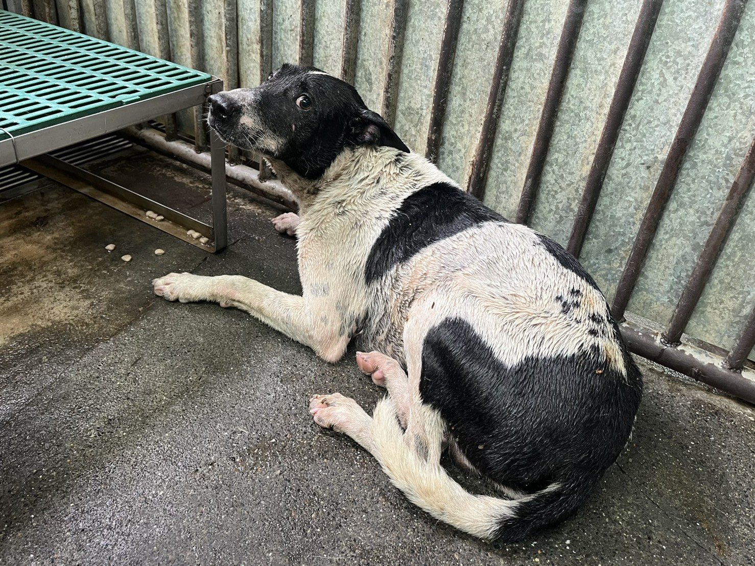 混種犬
