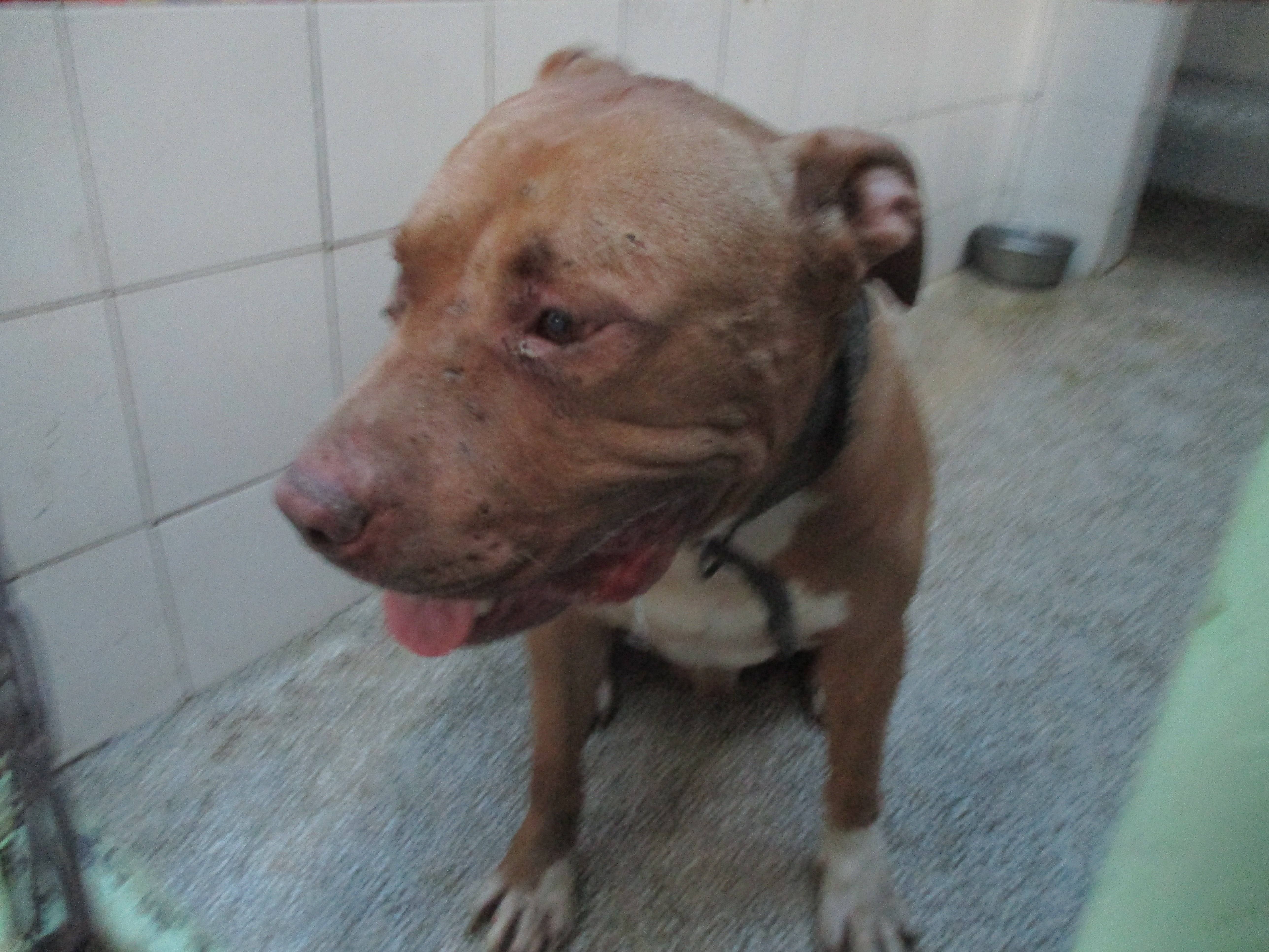比特犬