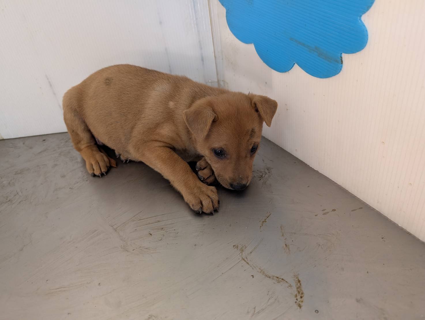 混種犬