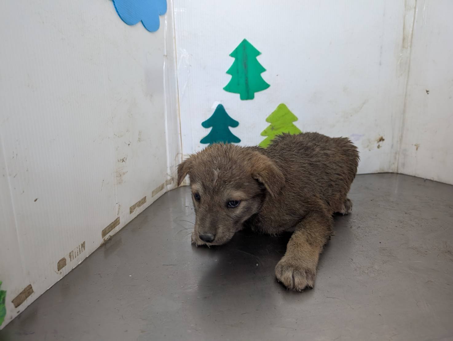 混種犬