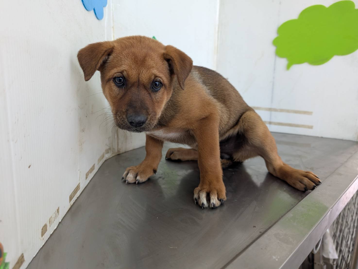 混種犬